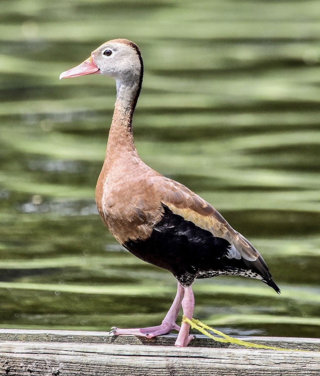 Black-bellied Whistling-Duck - ML584856721