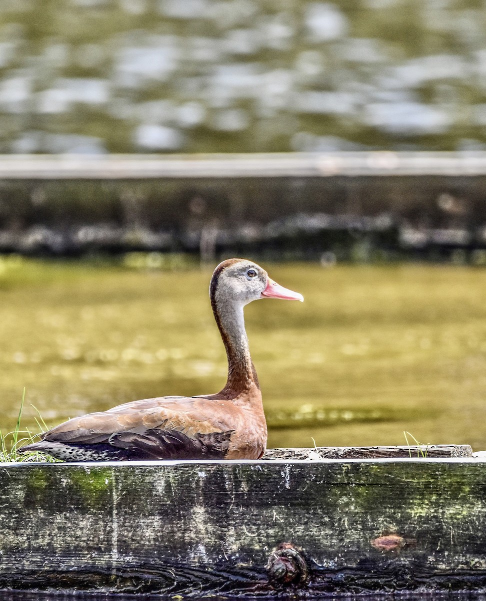 Black-bellied Whistling-Duck - ML584856731