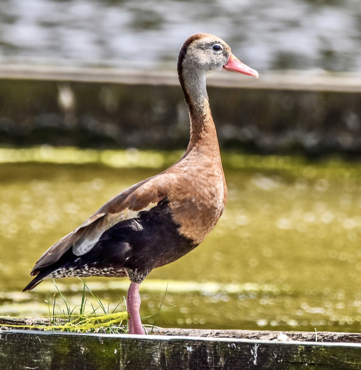 Dendrocygne à ventre noir - ML584856741