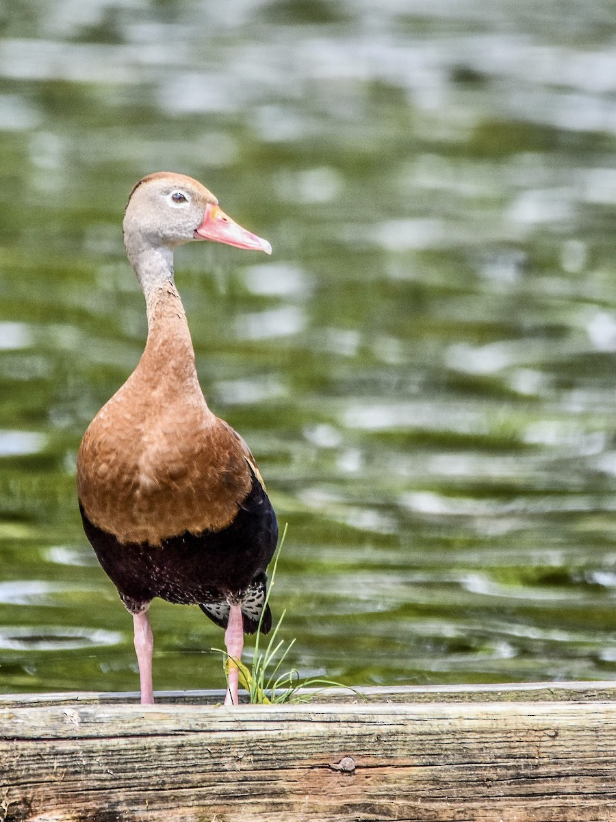 Black-bellied Whistling-Duck - ML584856751