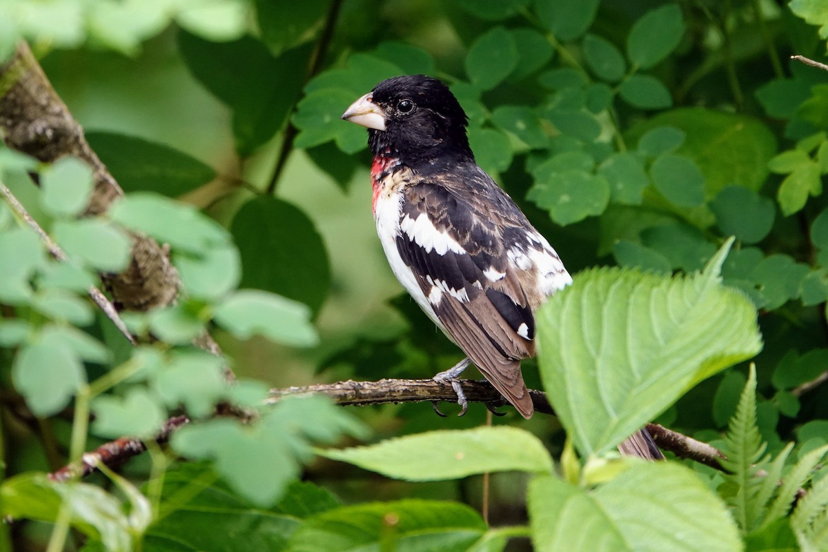 Rose-breasted Grosbeak - ML584856761