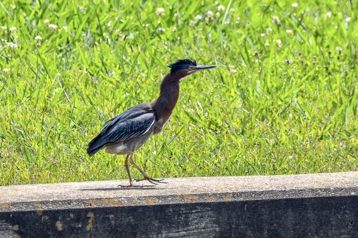 Green Heron - Vicki Chatel  (*v*)