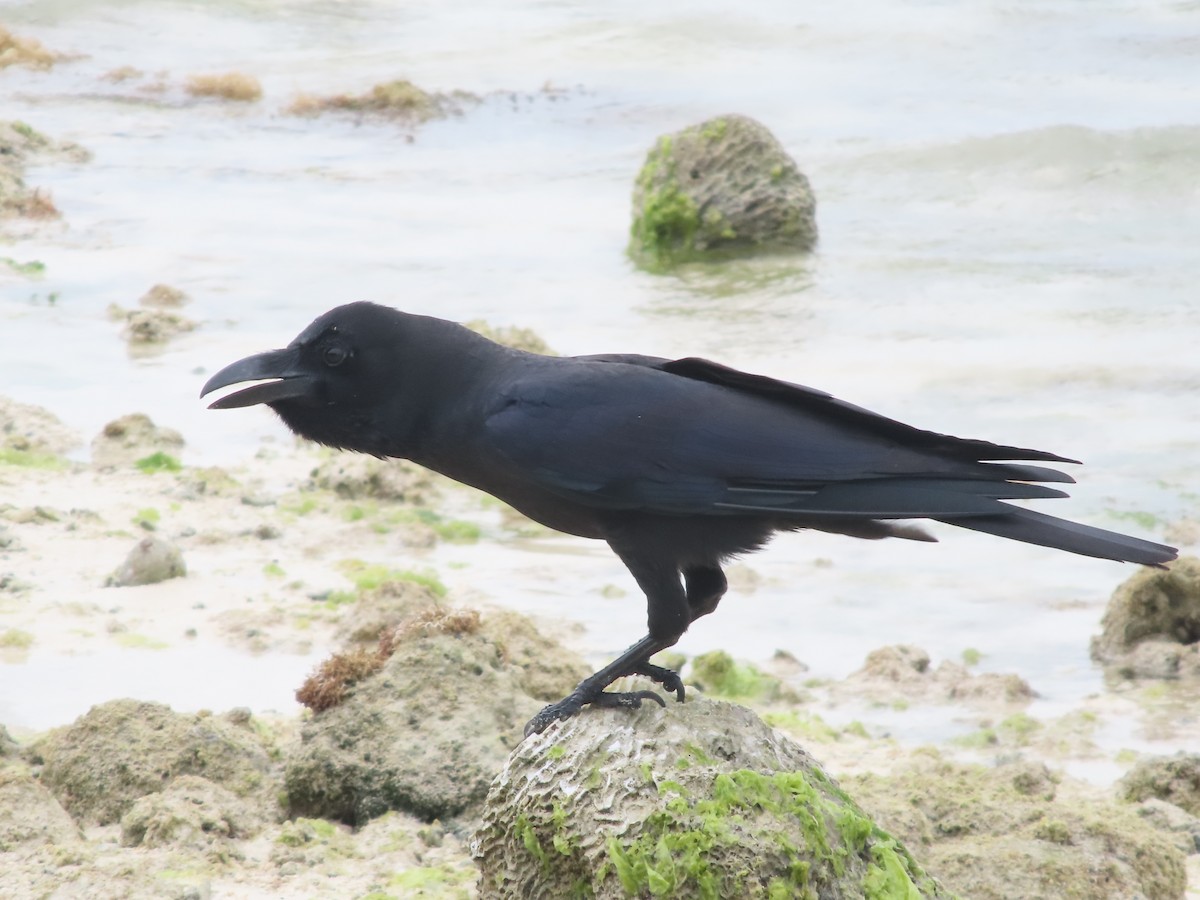 Large-billed Crow - ML584856951