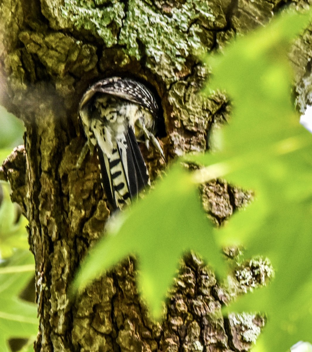 Red-bellied Woodpecker - Vicki Chatel  (*v*)