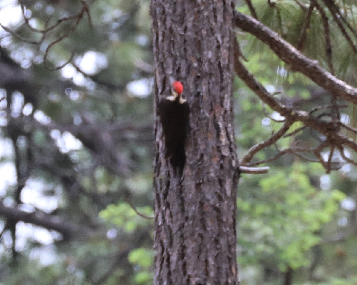 Pileated Woodpecker - ML584857021