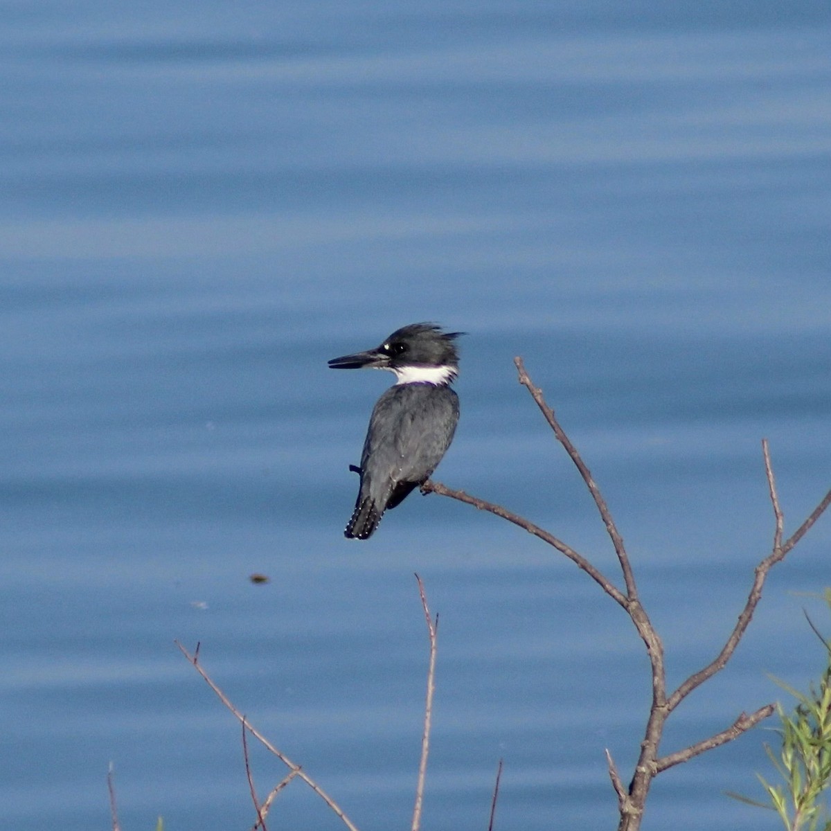 Belted Kingfisher - Marisa E