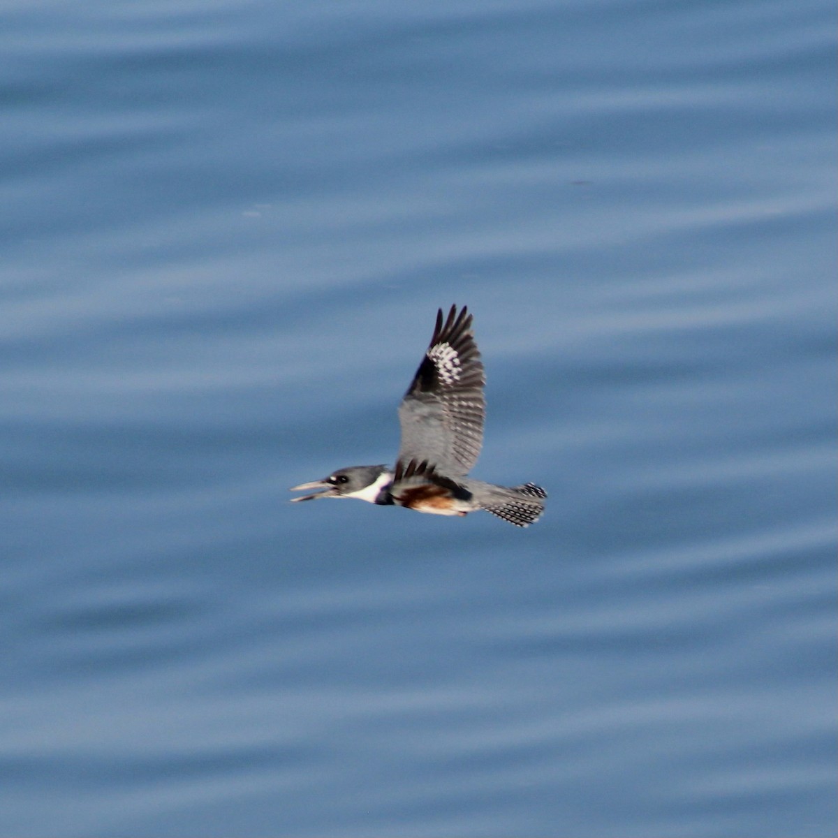 Belted Kingfisher - Marisa E