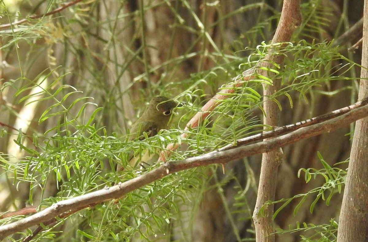 Western Flycatcher (Pacific-slope) - ML584857921