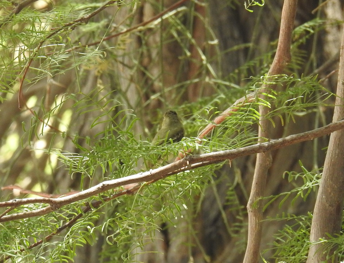 Western Flycatcher (Pacific-slope) - ML584857941