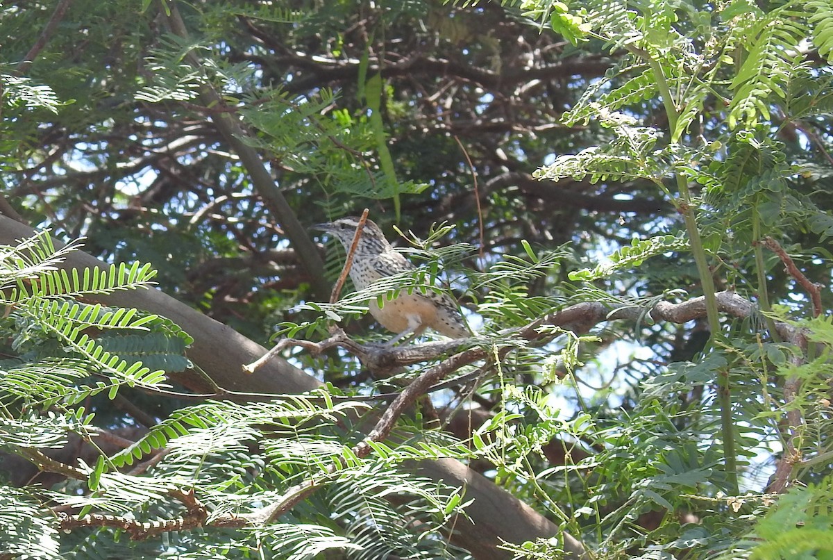 Cactus Wren - ML584858911