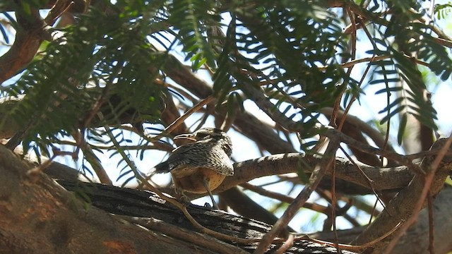 Cactus Wren - ML584858941