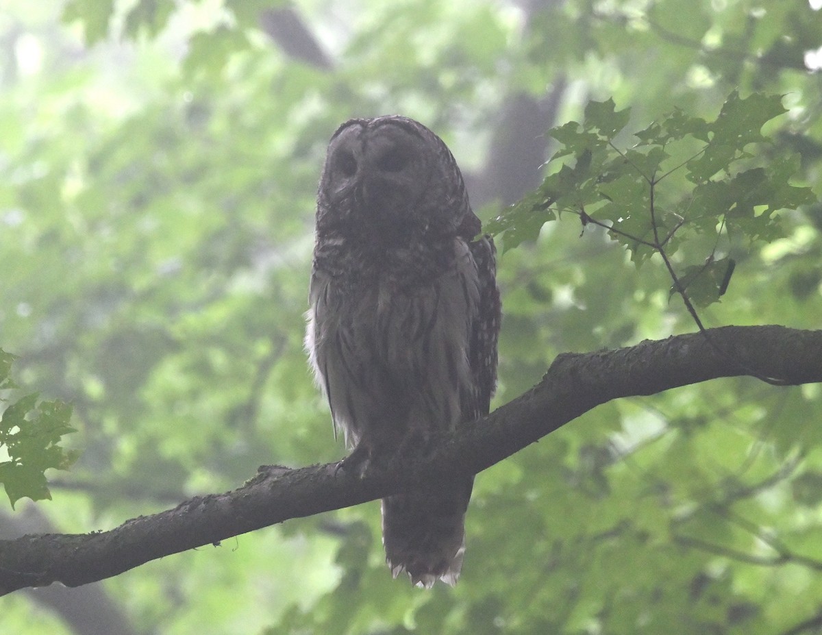 Barred Owl - ML584859661