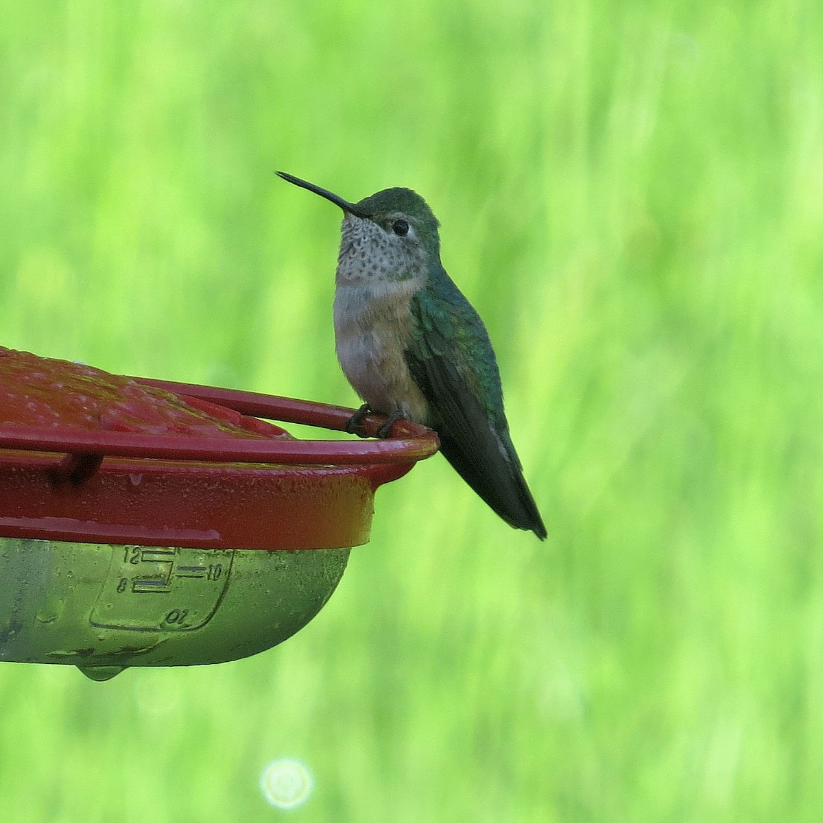 Broad-tailed Hummingbird - Susan Patla