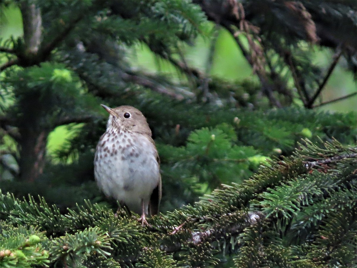 Hermit Thrush - ML584861221