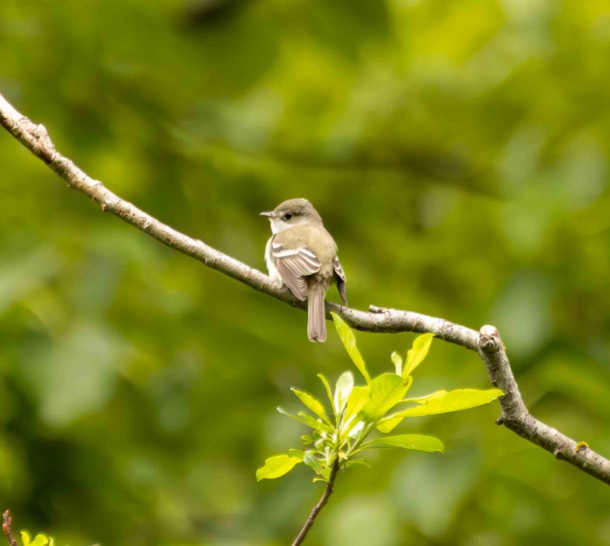 Least Flycatcher - Scott Fischer