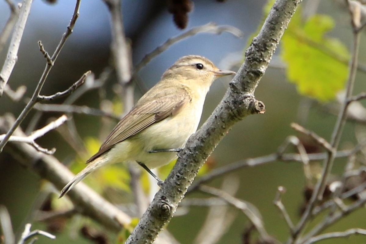 Warbling Vireo - ML584861461