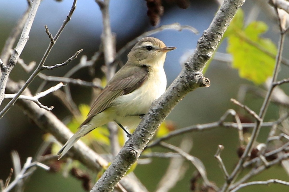 Warbling Vireo - ML584861471