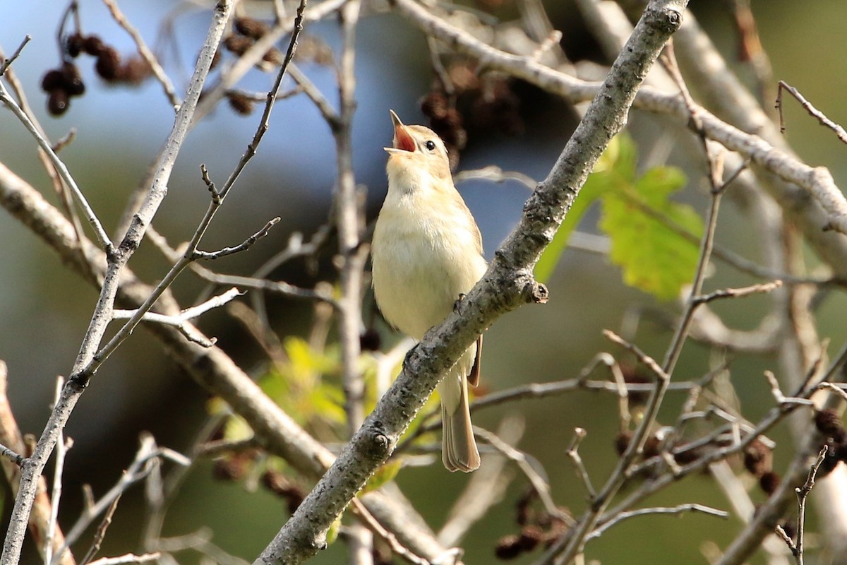 Warbling Vireo - ML584861481