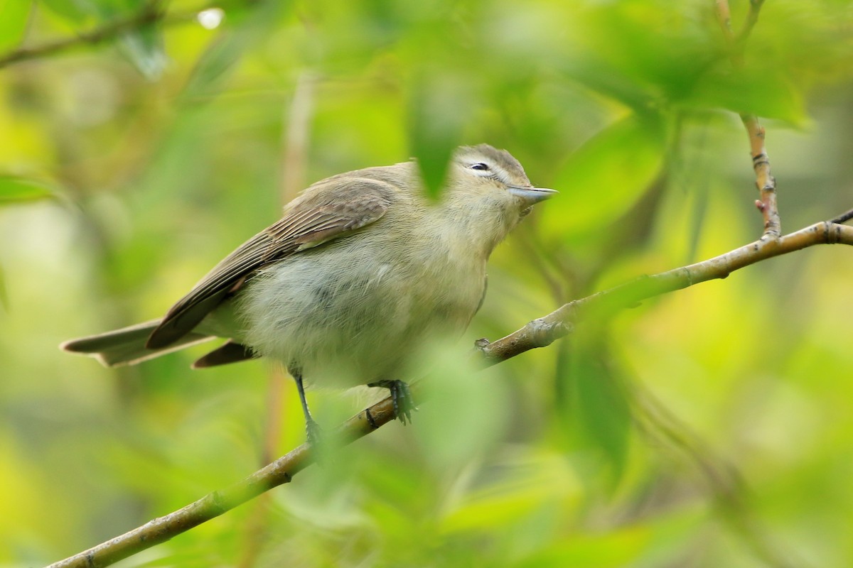 Warbling Vireo - ML584861501