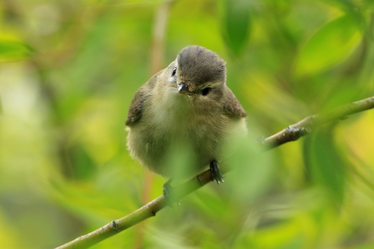 Warbling Vireo - ML584861511