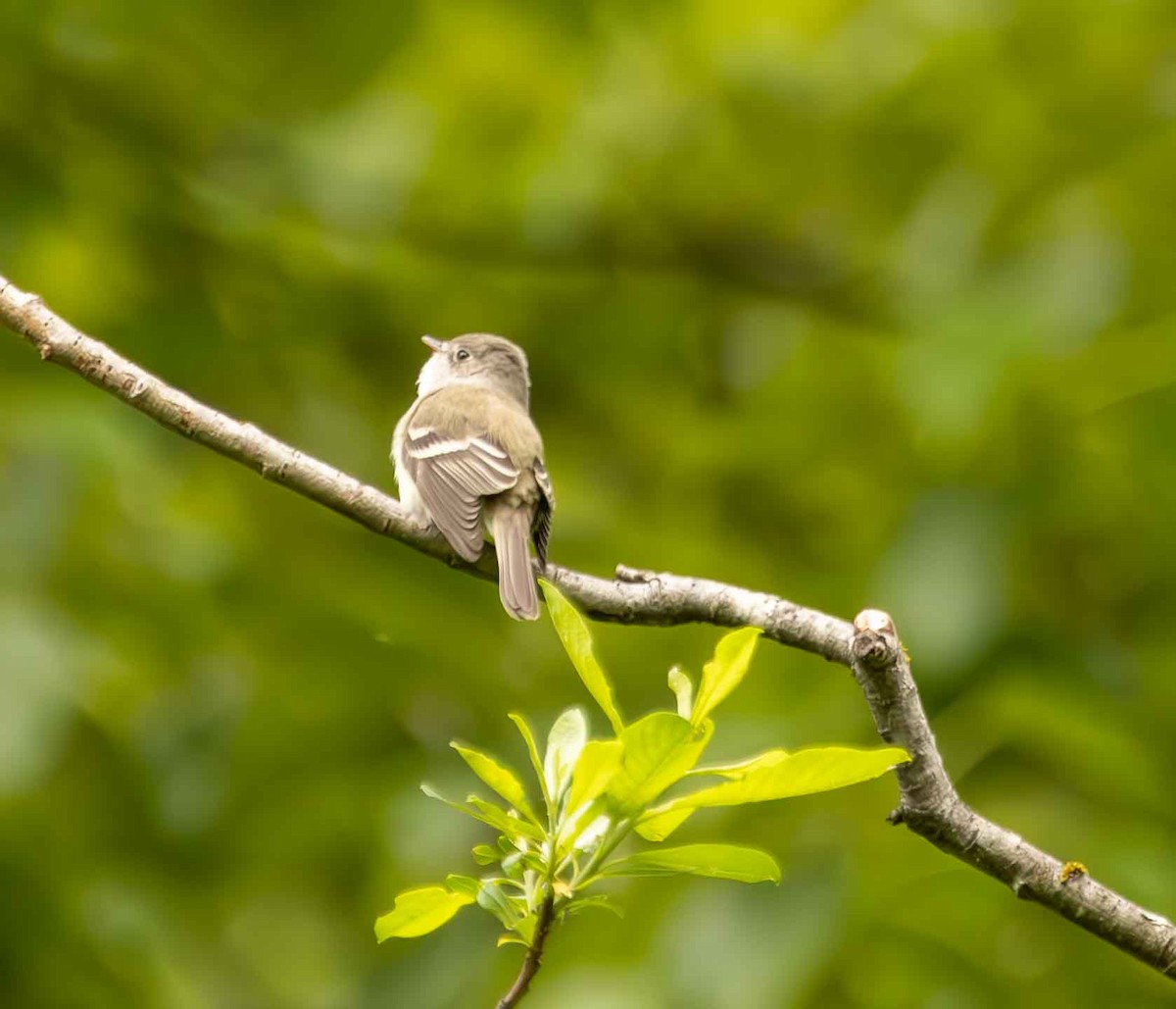 Least Flycatcher - Scott Fischer