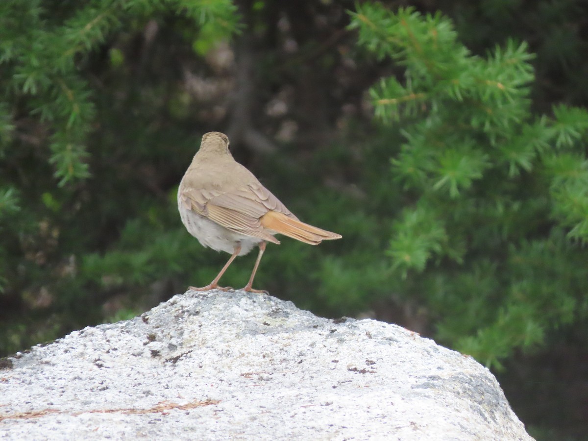 Hermit Thrush - ML584861651