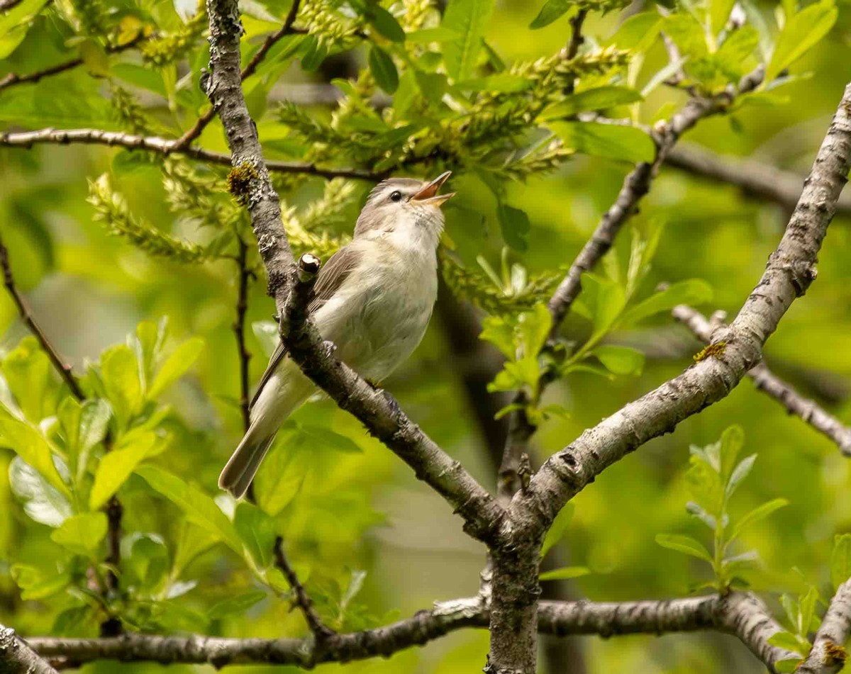 Warbling Vireo - ML584861671