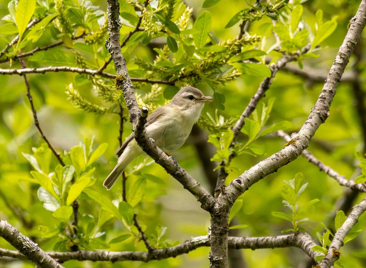 Warbling Vireo - Scott Fischer