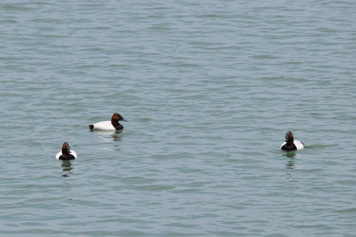 Canvasback - Shannon Hingston