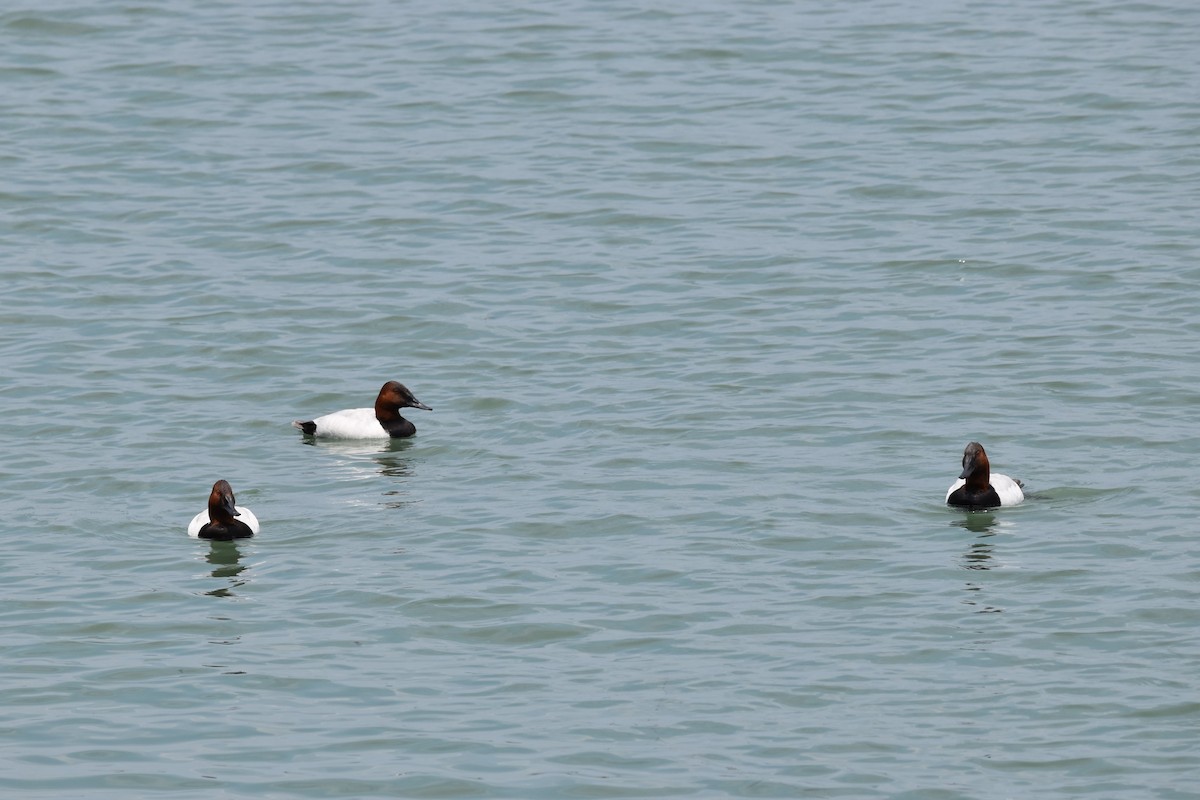 Canvasback - Shannon Hingston