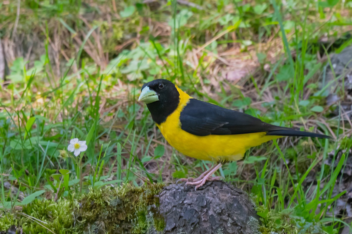 Black-and-yellow Grosbeak - ML584864071