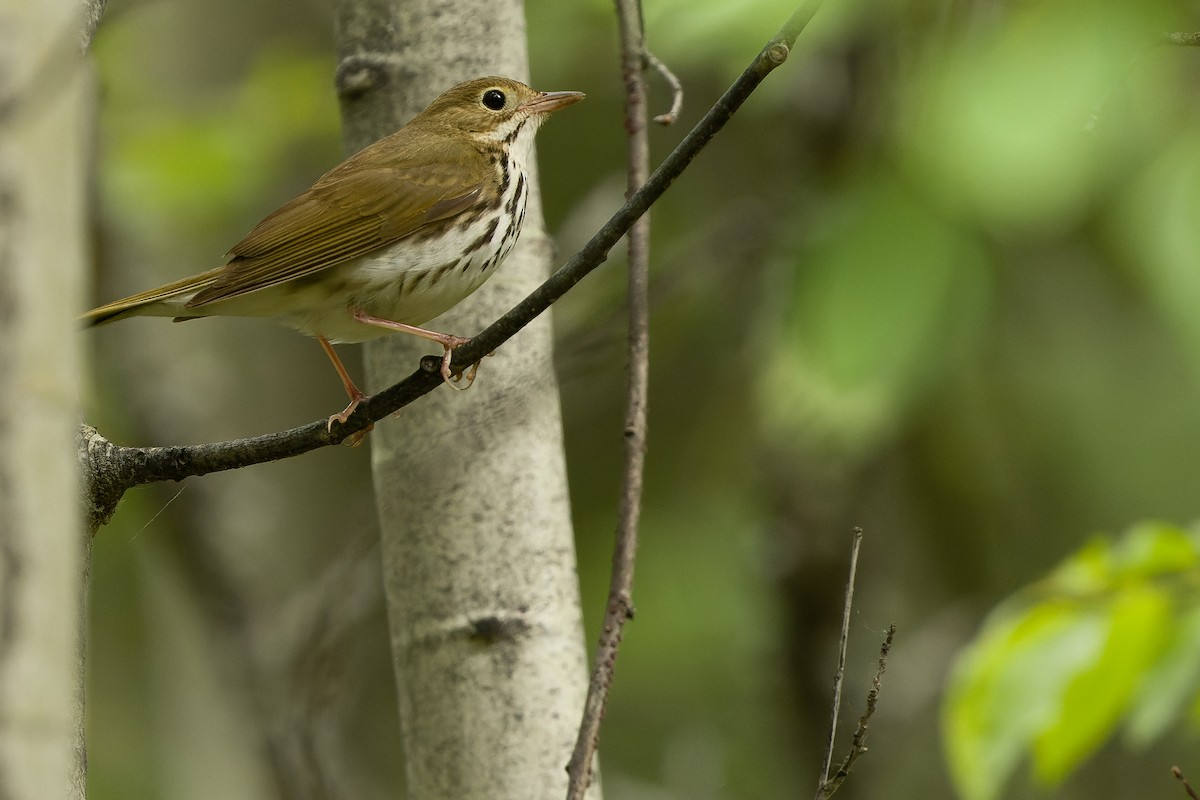 Ovenbird - Joachim Bertrands