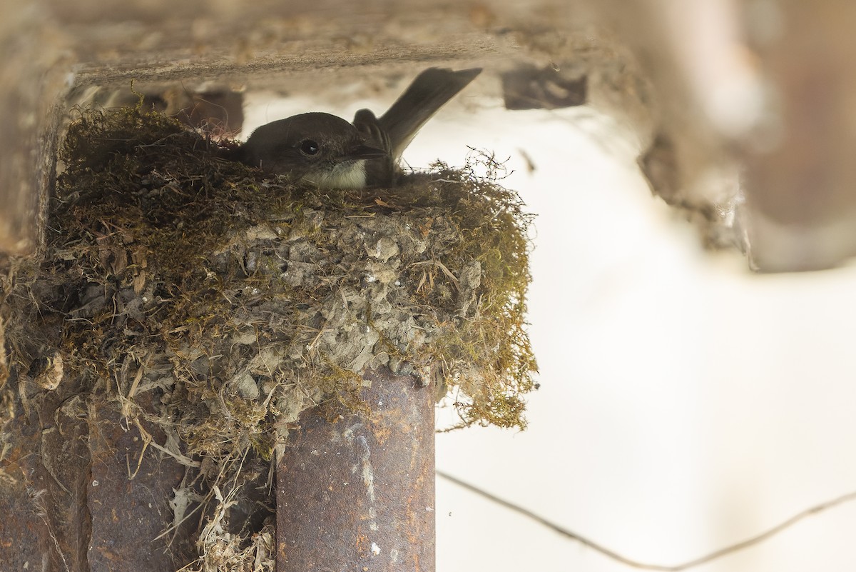 Eastern Phoebe - Joachim Bertrands