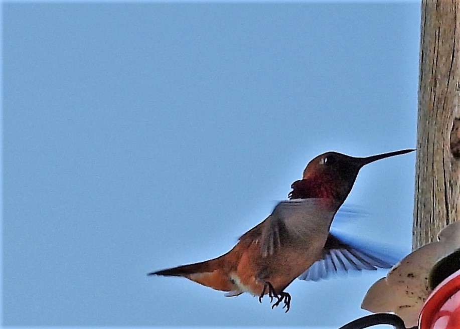 Rufous Hummingbird - ML584864301