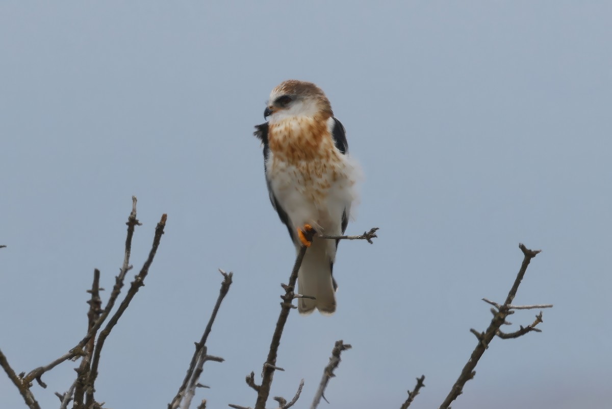 White-tailed Kite - ML584865021