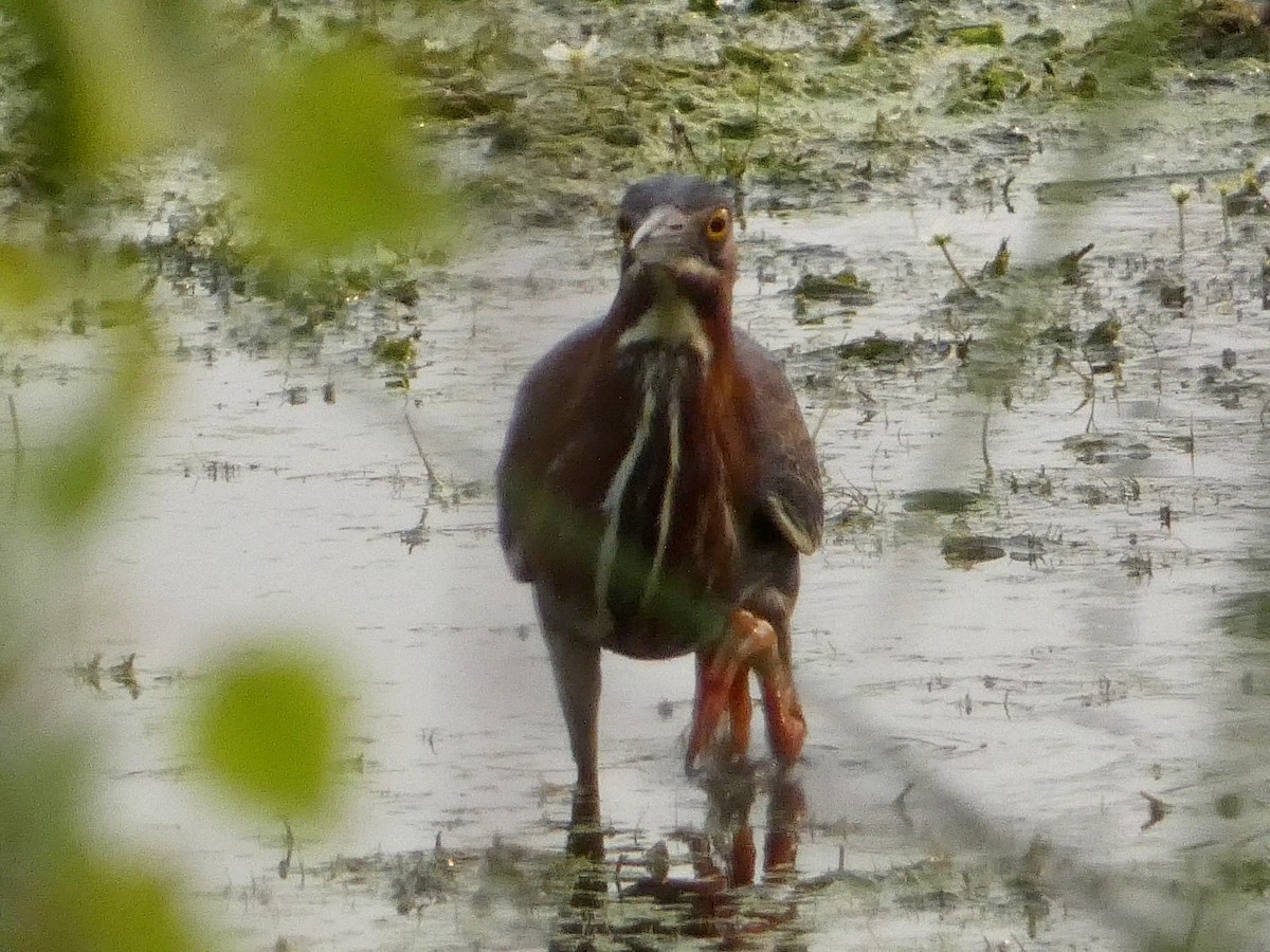 Green Heron - ML584865221