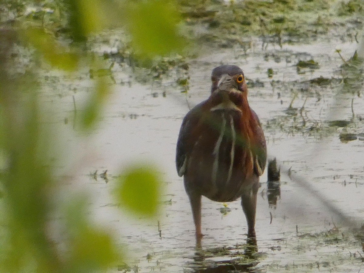 Green Heron - ML584865231