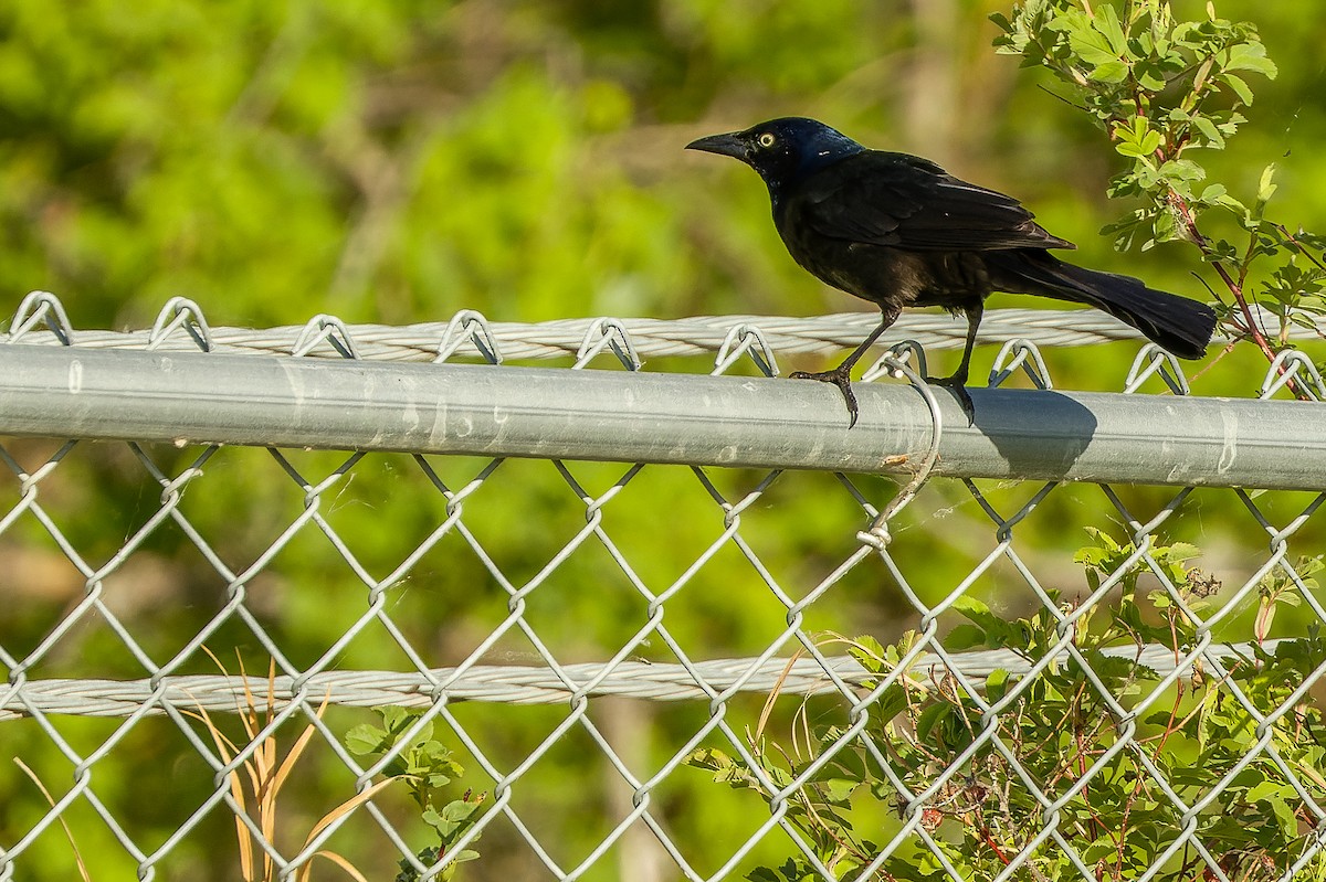 Common Grackle - ML584865831