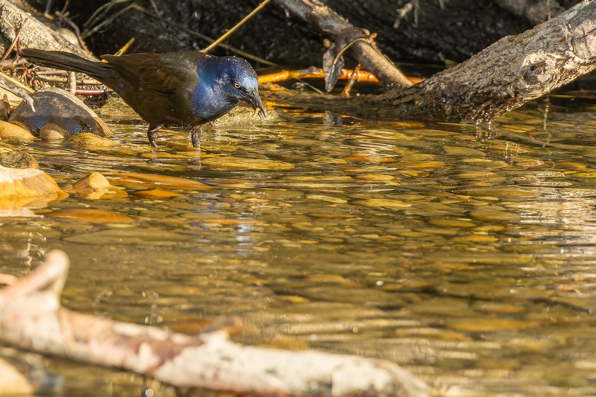 Common Grackle - Joachim Bertrands