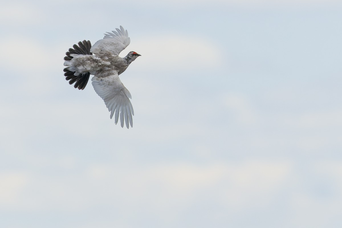 Rock Ptarmigan - Joachim Bertrands