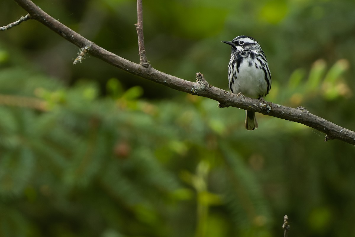 Black-and-white Warbler - Joachim Bertrands