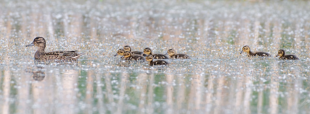 Green-winged Teal - ML584866601