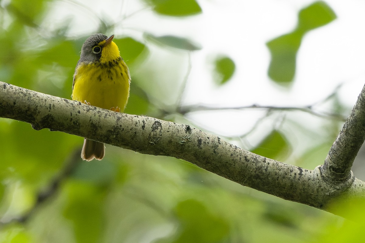 Canada Warbler - Joachim Bertrands