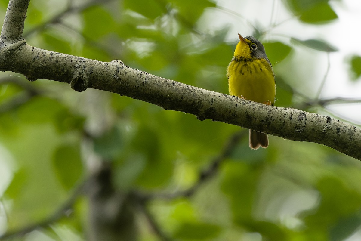 Canada Warbler - Joachim Bertrands