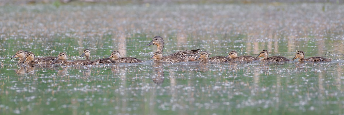 Canard colvert - ML584866671