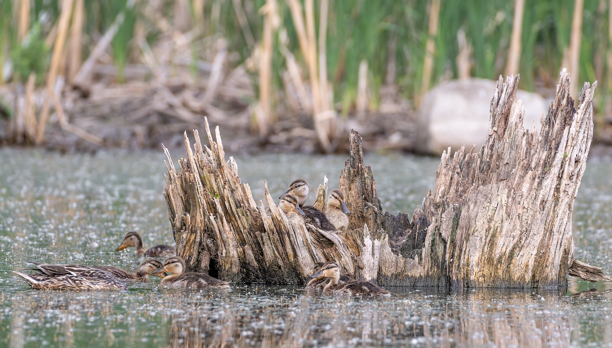 Canard colvert - ML584866681