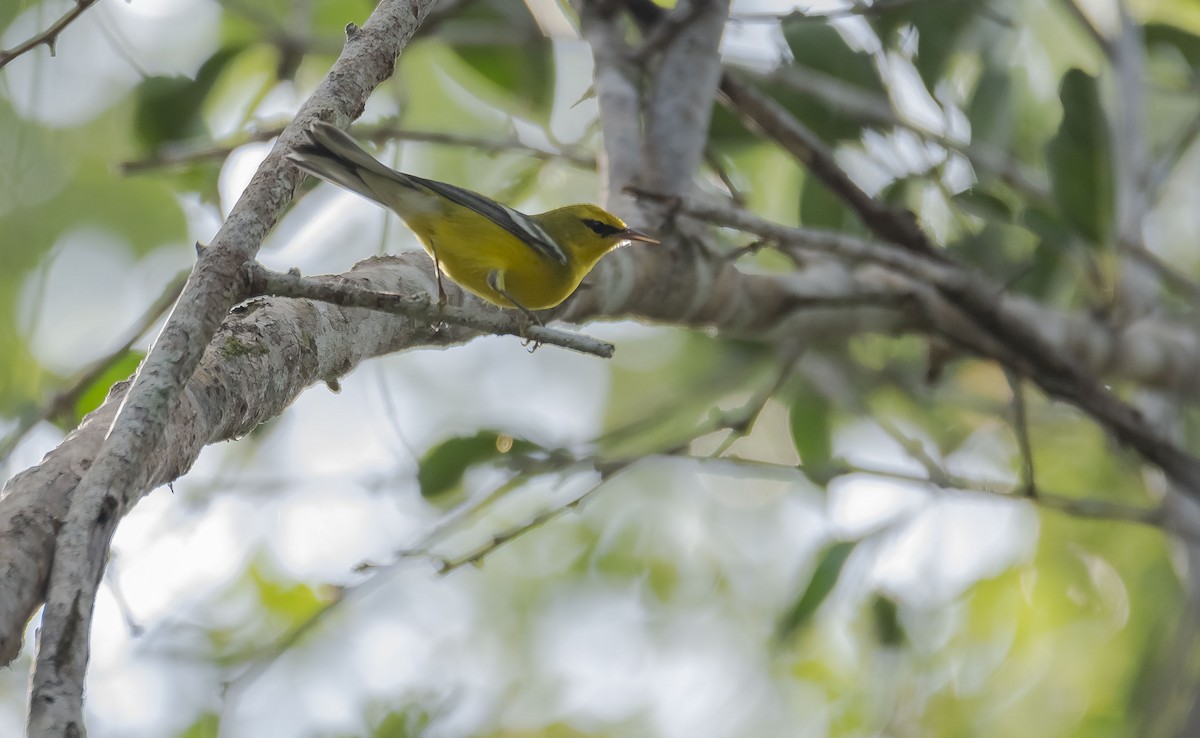 Blue-winged Warbler - Rolando Tomas Pasos Pérez