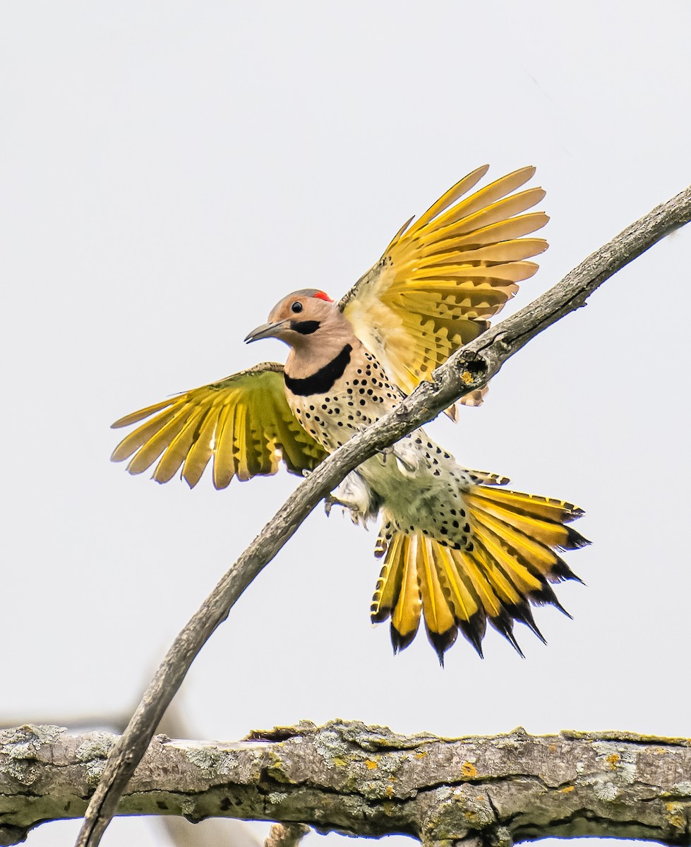 Northern Flicker - Frederik Gustavsson