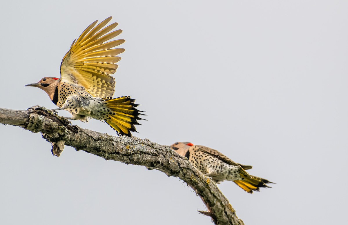 Northern Flicker - Frederik Gustavsson