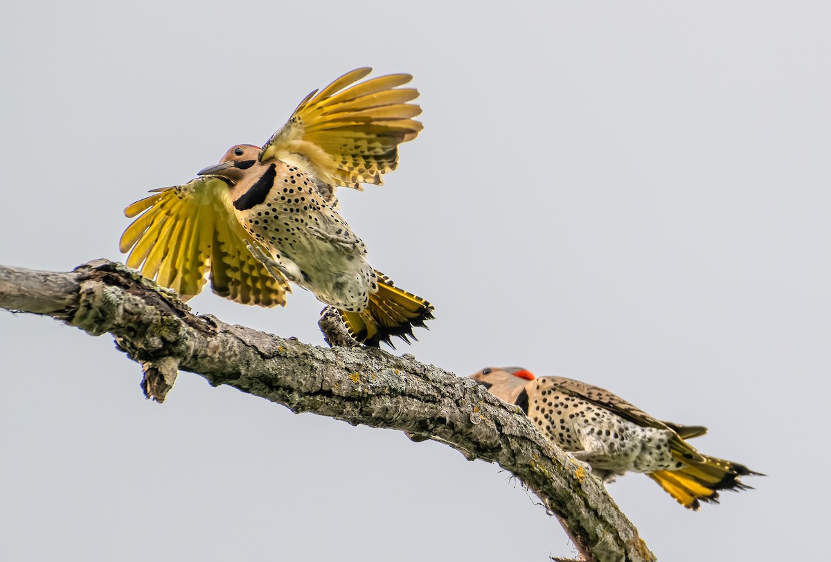 Northern Flicker - Frederik Gustavsson